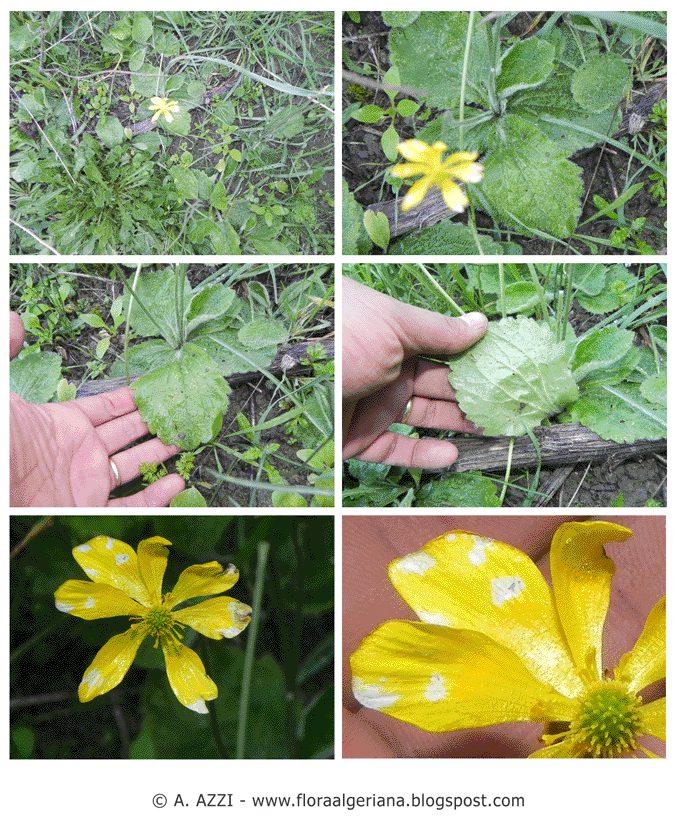 Ranunculus bullatus